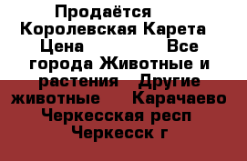 Продаётся!     Королевская Карета › Цена ­ 300 000 - Все города Животные и растения » Другие животные   . Карачаево-Черкесская респ.,Черкесск г.